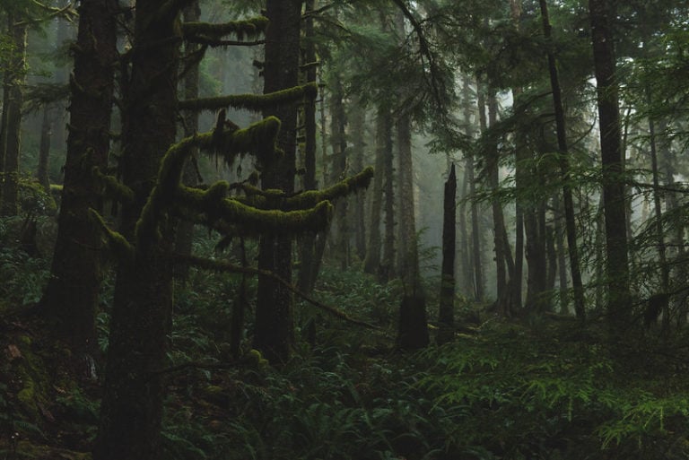 These Eerie Hiking Trails In The Pacific Northwest Will Leave You Looking Over Your Shoulder