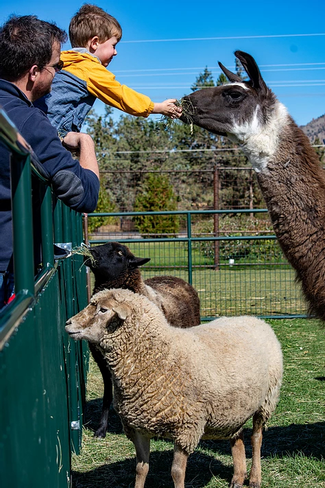 Kids feed sheep and an alpaca at Smith Rock Ranch in Oregon.