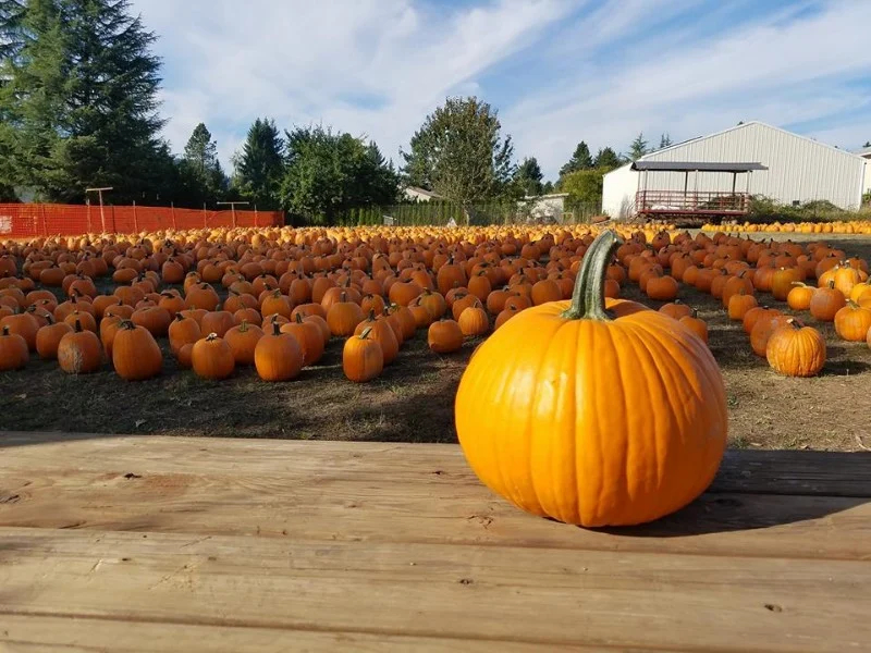 Pumpkins all lined up at Liepold Farms.