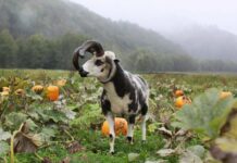 A goat in front of pumpkins at an Oregon pumpkin patch with a foggy mountain behind it.