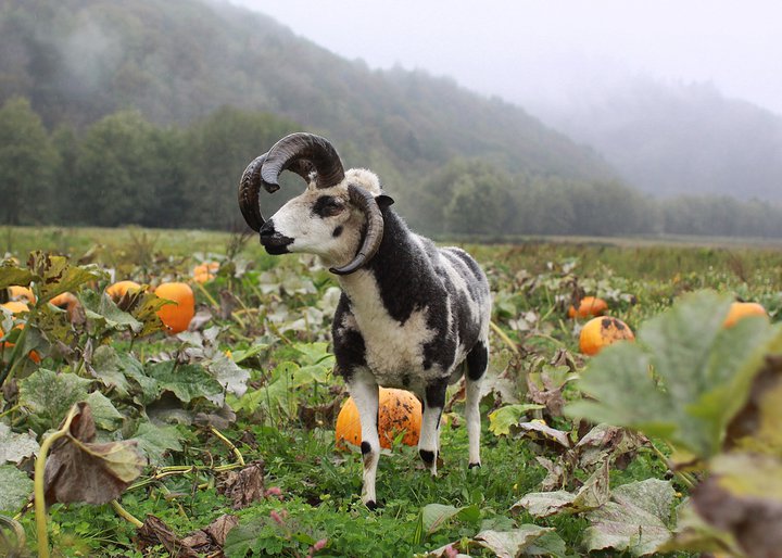 A goat in front of pumpkins at an Oregon pumpkin patch with a foggy mountain behind it.