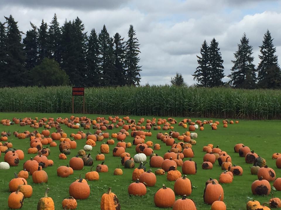 Pretty pumpkins at an Oregon Pumpkin Patch.