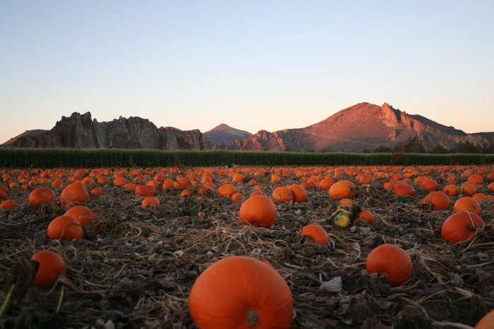 Pumpkins in a field with a gorgeous mountain behind at an Oregon Pumpkin Patch