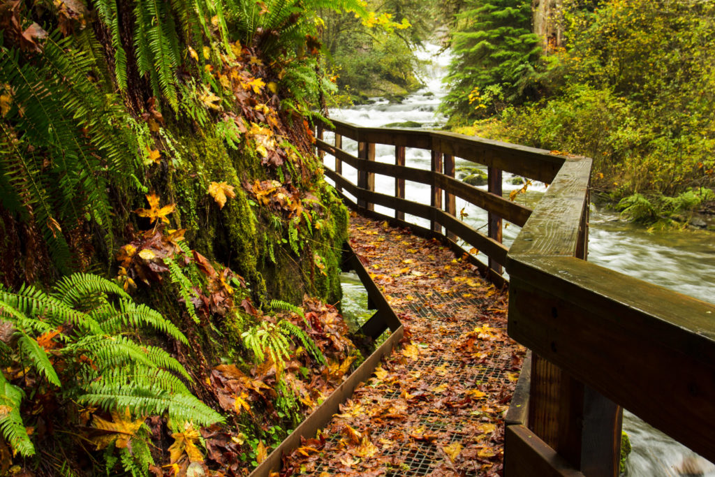 hikes in oregon forest river and wooden bridge