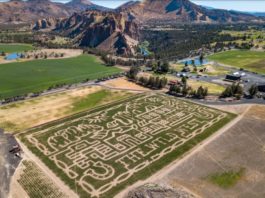 An aerial view of a corn maze at Smith Rock Ranch with brown mountains in the background.