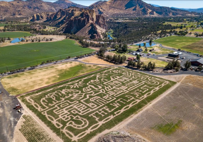 An aerial view of a corn maze at Smith Rock Ranch with brown mountains in the background.