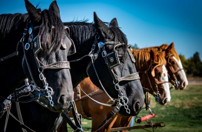 Two black and two brown horses all lined up for a wagon ride.