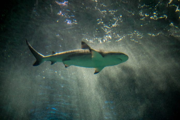 A shark in dark water