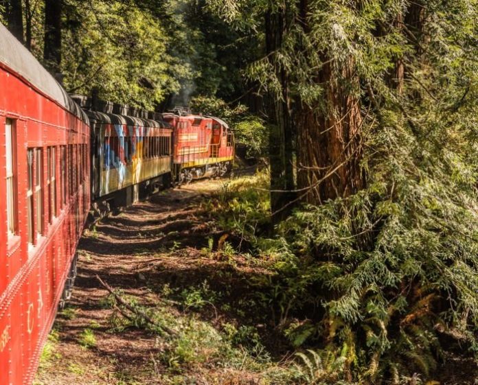 Ride The Rails Through The Majestic Redwood Forest in California