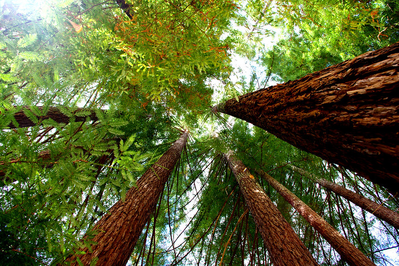 california redwoods