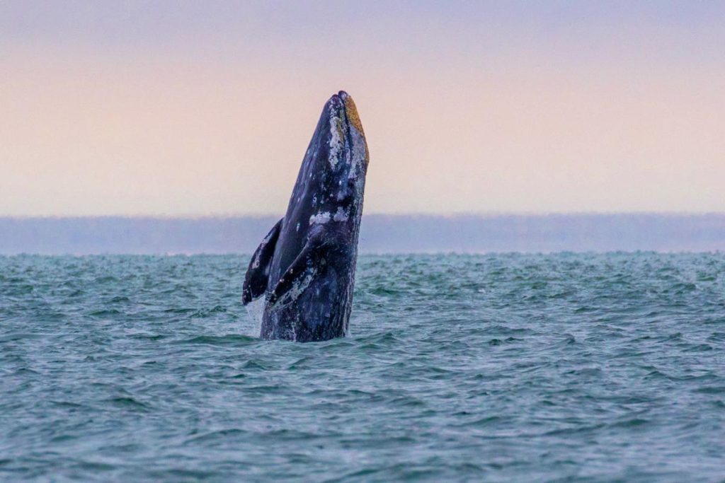 migrating whales