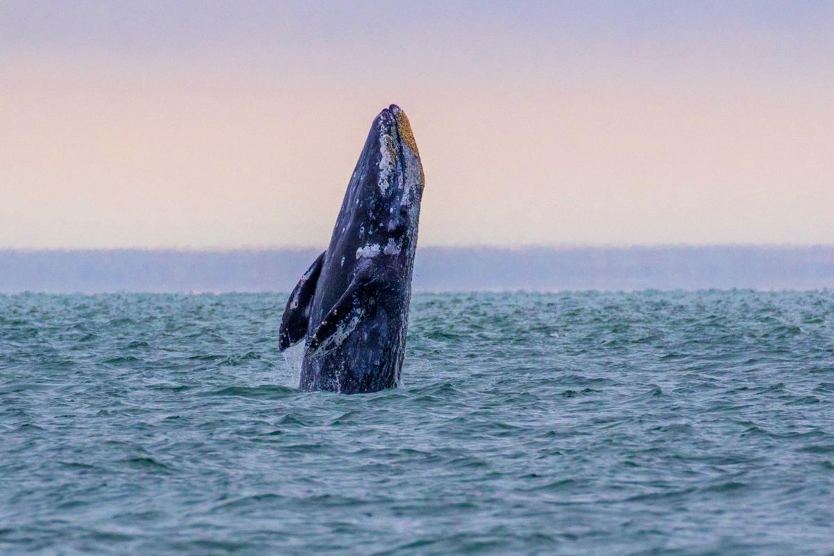 gray whale oregon coast