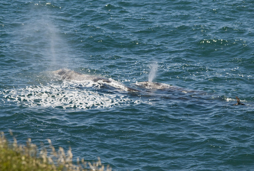 A cow and calf gray whale at Yaquina Head.