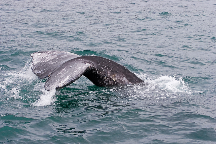 whale watching oregon