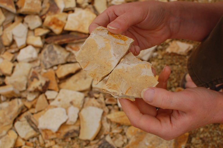 Dig Up Your Own 30 Million Year Old Fossils At This Oregon Park