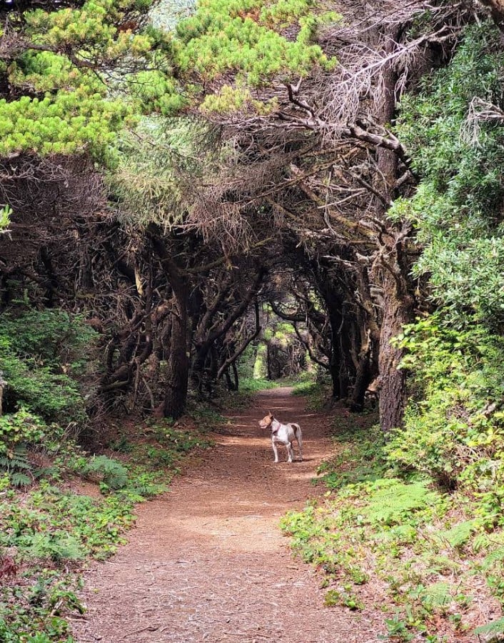 Blacklock Point, Floras Lake, Oregon Coast, Hiking, Southern Coast, Cape Blanco, Gold Beach, Curry County, Unique Landscapes, PNW, Pacific Northwest, Places To Go, Things To Do, Biking Trails, Windsurfing, Natural Beauty