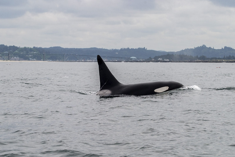 oregon whale watching orcas