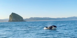 orca sightings oregon coast