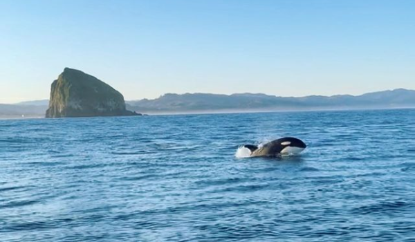 orca sightings oregon coast