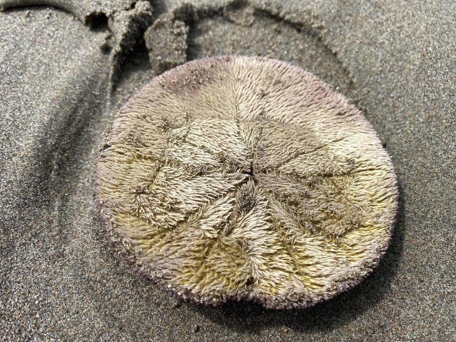 Thousands of live sand dollars wash up on Oregon Coast