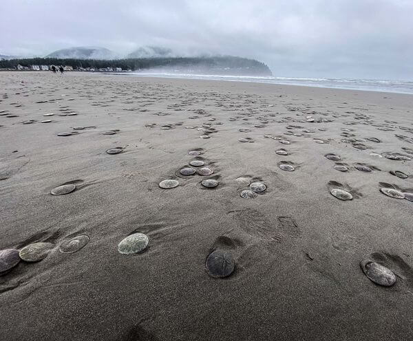 Thousands of live sand dollars wash up on Oregon Coast