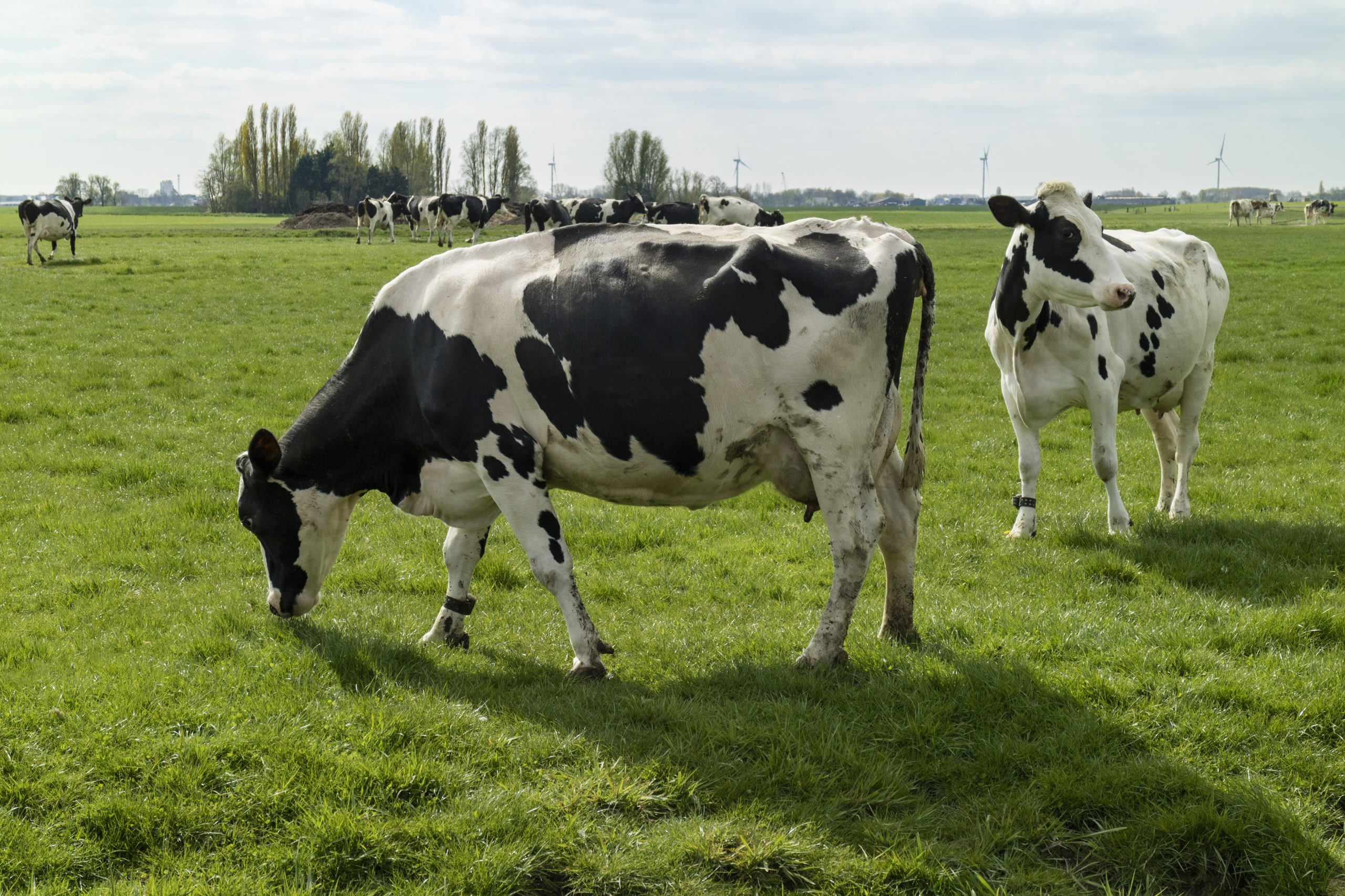 Cows in a pasture