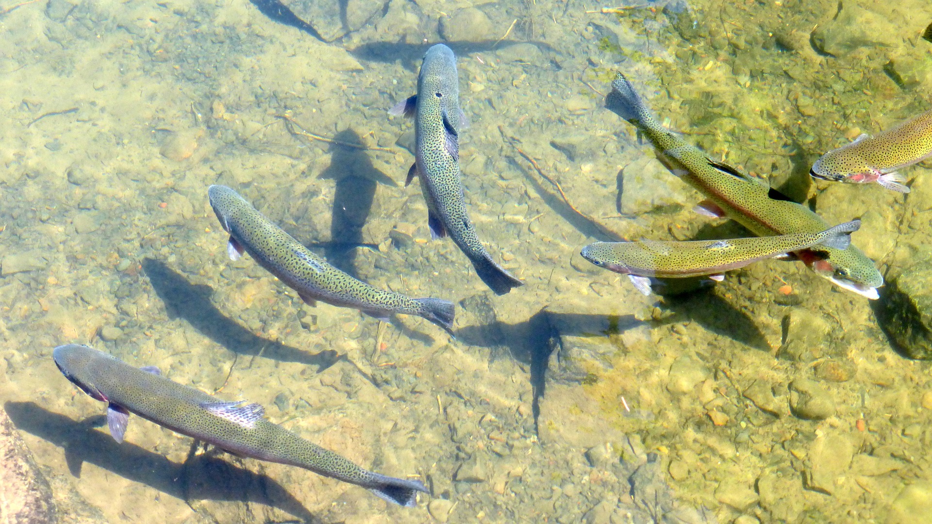 Fish swimming