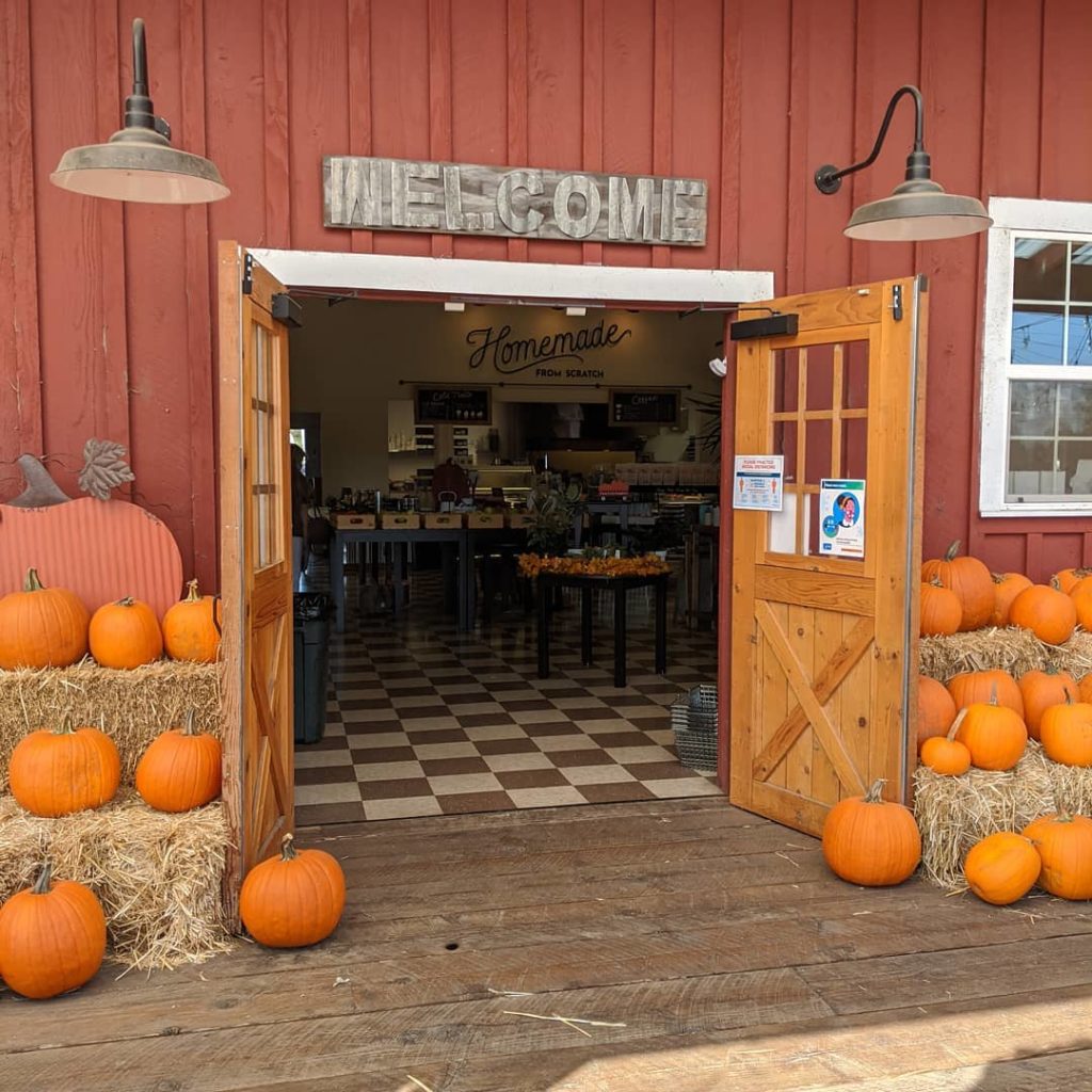 Pumpkins in front of a red barn.