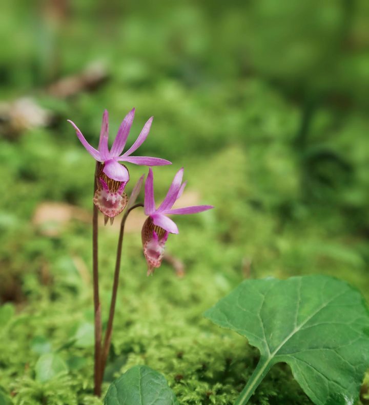 pink oregon wild orchids in the siuslaw national forest near yachats