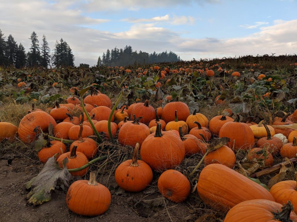 A pumpkin patch in Sherwood Oregon at Red Berry Barn