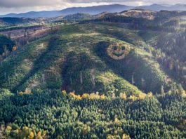 forest smiley face made out of trees highway 20 oregon