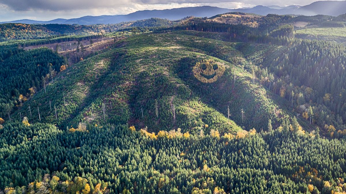 forest smiley face made out of trees highway 20 oregon