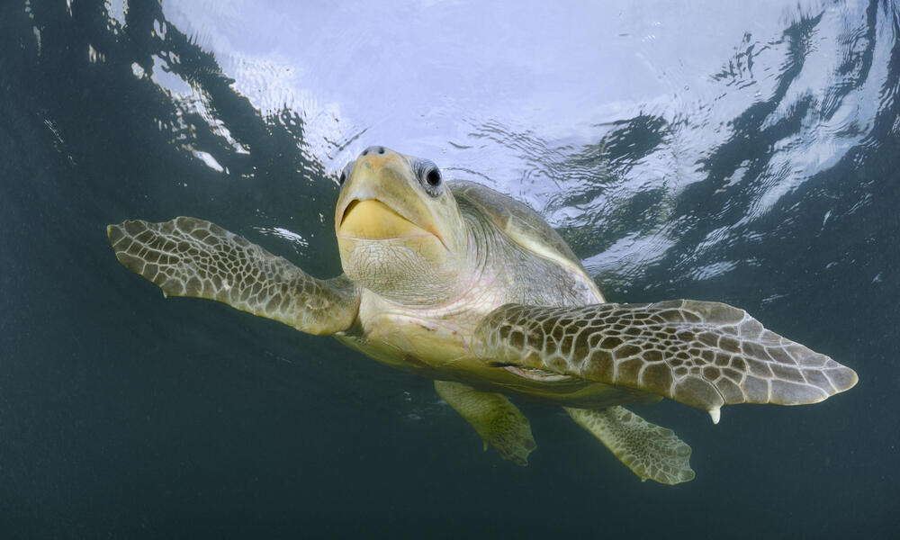 Olive ridley sea turtle, Ostional, Costa Rica