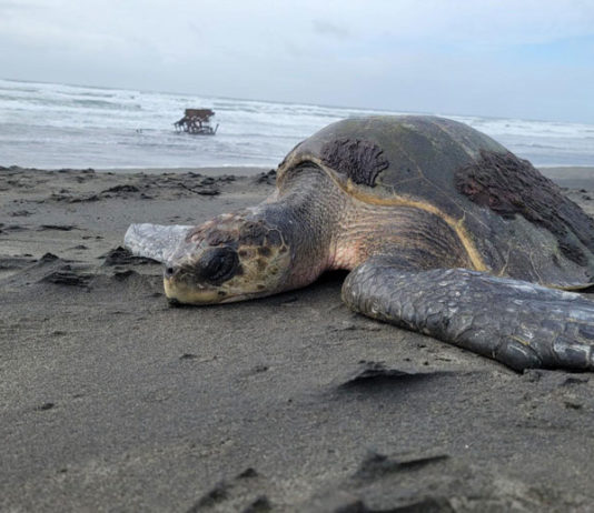 an olive ridley sea turtle found washed up on the oregon coast near peter iredale shipwreck