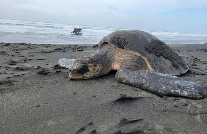 an olive ridley sea turtle found washed up on the oregon coast near peter iredale shipwreck
