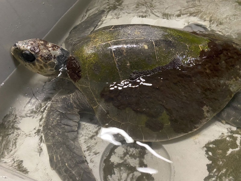 stranded sea turtle rescue oregon coast aquarium