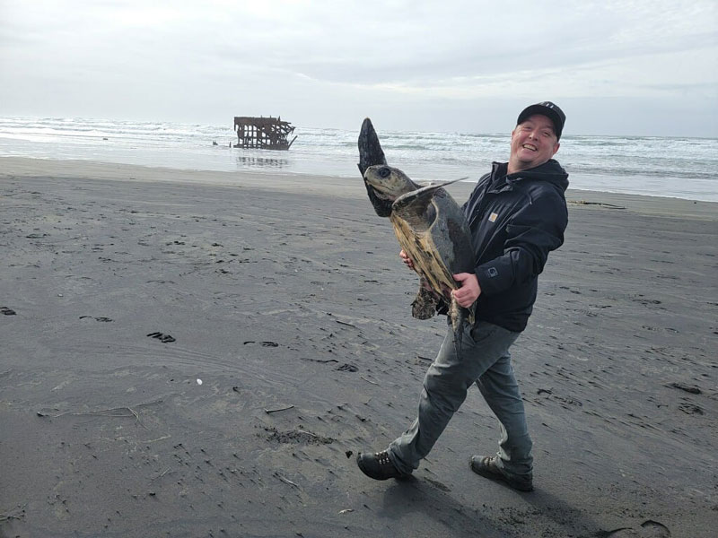 rescuing an injured sea turtle oregon coast