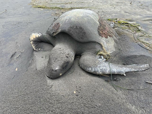 washed up sea turtle oregon coast