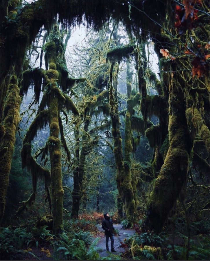 hoh rainforest washington state haunted pacific northwest trails