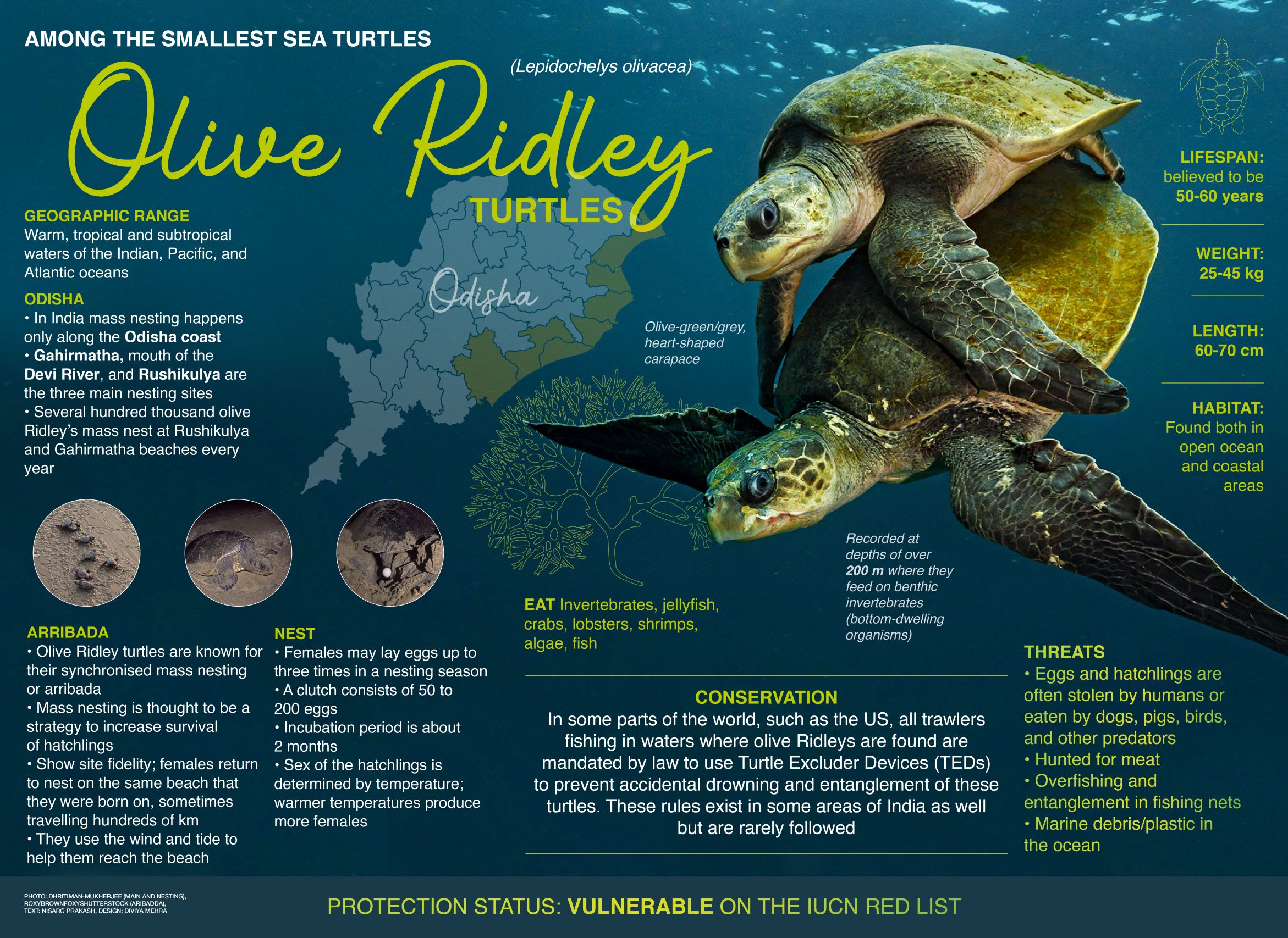 olive ridley sea turtle infographic