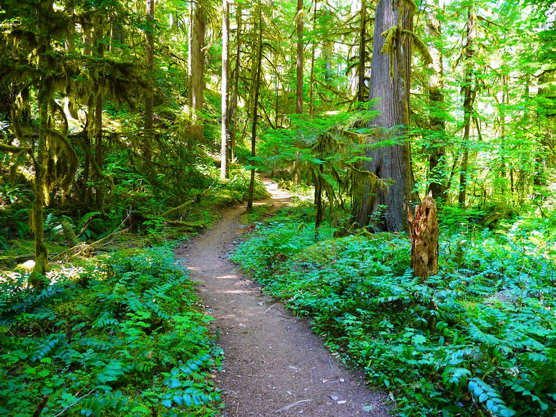 A path through the woods on the McKenzie River Trail.