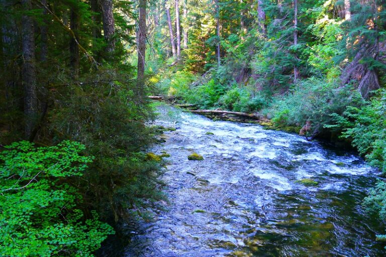 McKenzie River Trail Hiking Biking Camping More 2024   Upper McKenzie River. Photo By Rick Obst Via Flickr CC2. 768x512 