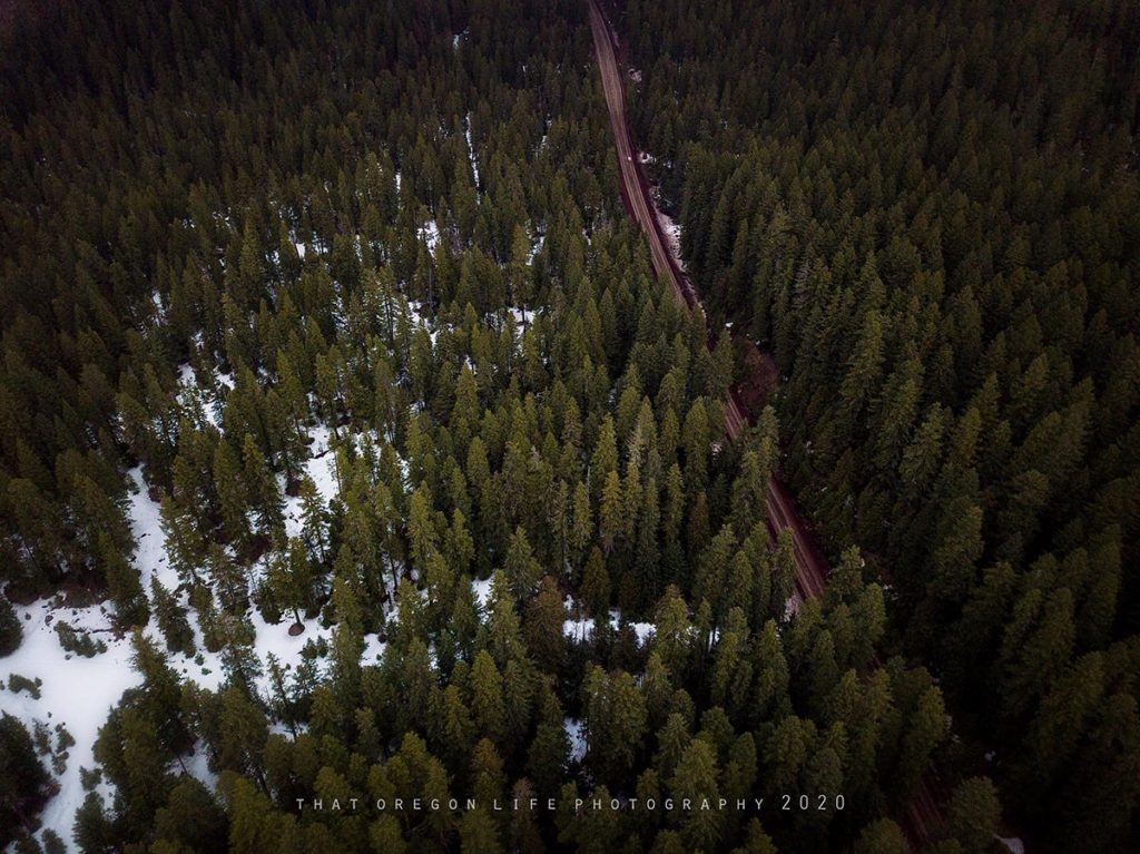 mckenzie river trail