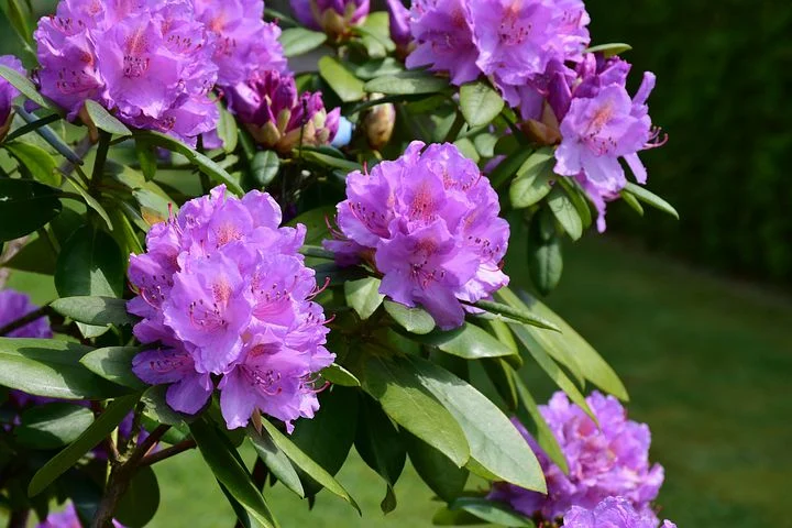 Florence Rhododendron Festival