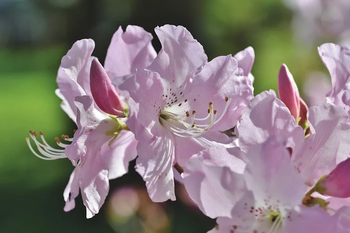 Florence Rhododendron Festival