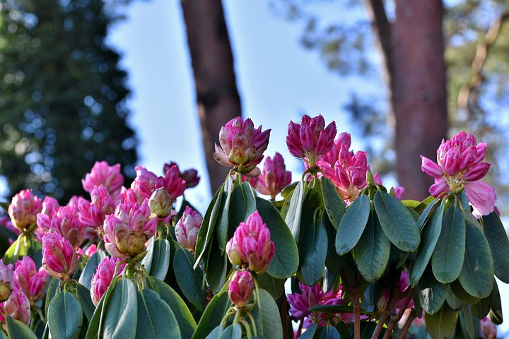 Florence Rhododendron Festival