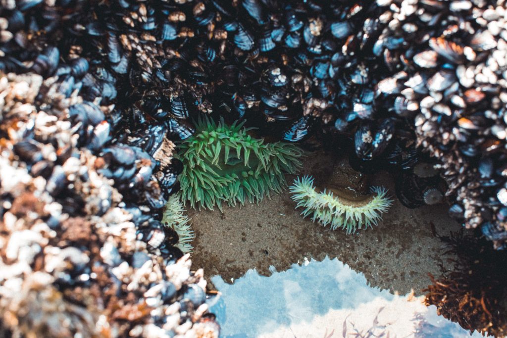 A photo of a tide pool located near Thor's Well