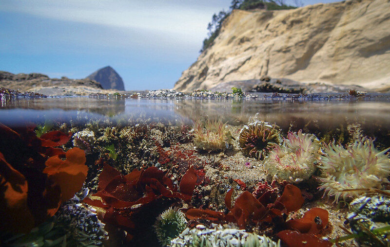 The Best Tide Pools On Oregon Coast