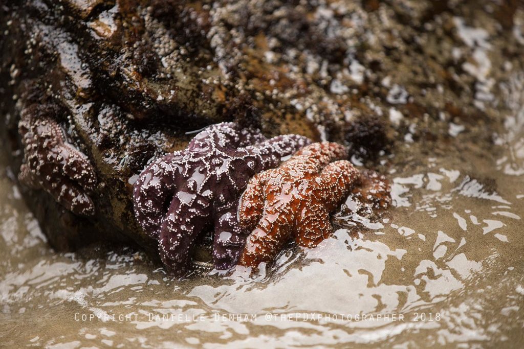 tide pools in oregon