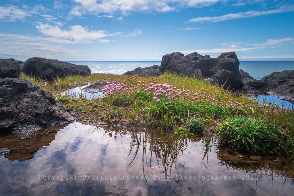 tide pools oregon coast